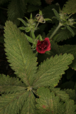 Potentilla thurberi 'Monarch's Velvet' RCP08-07 248.jpg